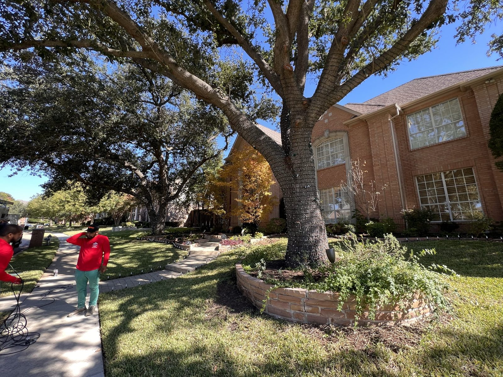 Christmas light installer crew in Highland Park TX wrapping oak tree